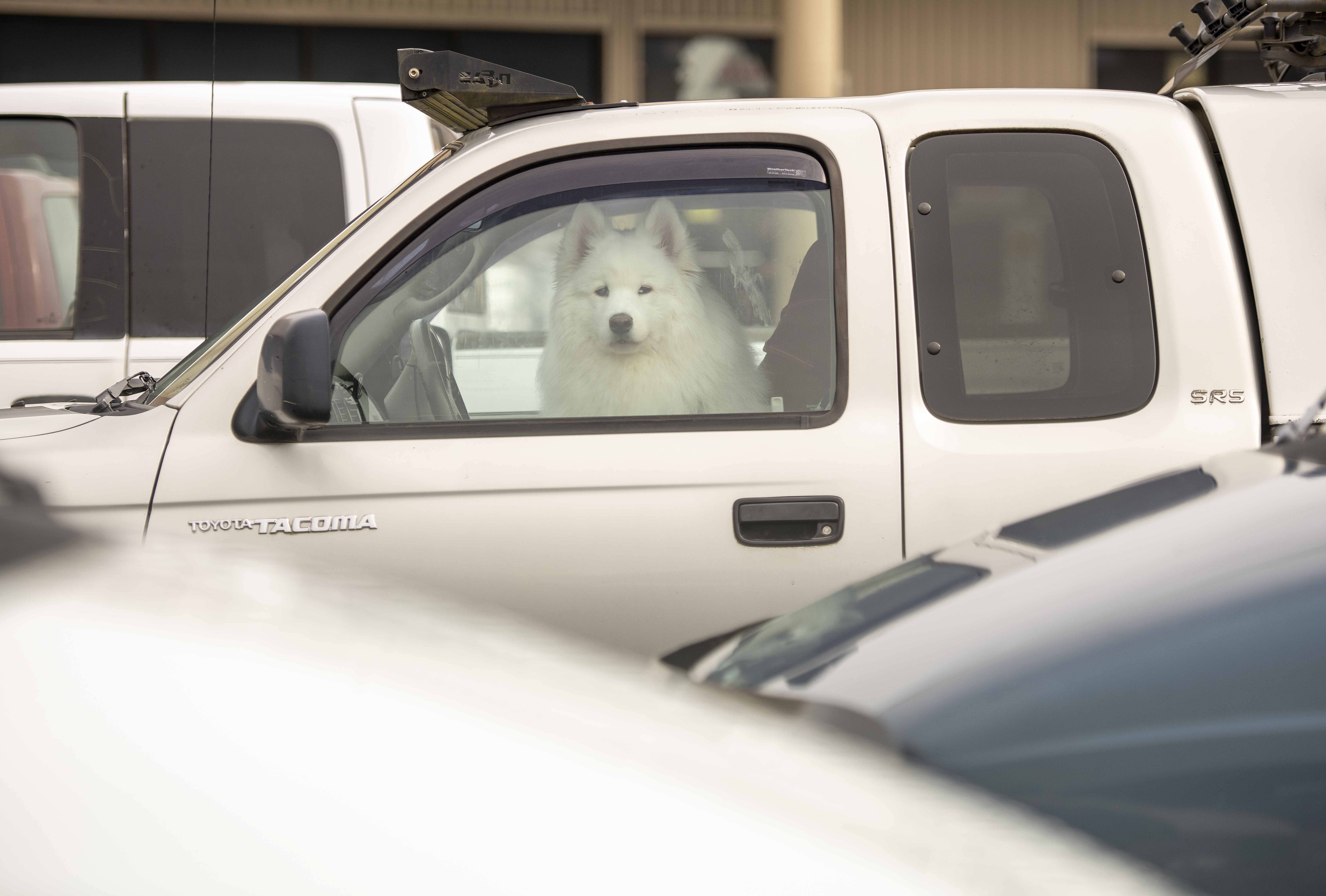 Safeway dog 042622 01